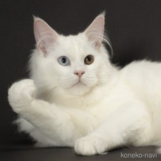 鍵本ゆきブリーダーの詳細の1枚目